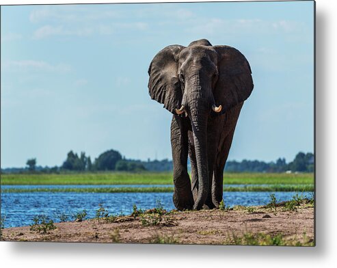 African Elephant Metal Print featuring the photograph Elephant Loxodonta Africana by Nick Dale