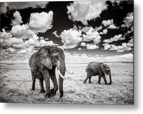 Africa Metal Print featuring the photograph Elephants and Clouds by Mike Gaudaur