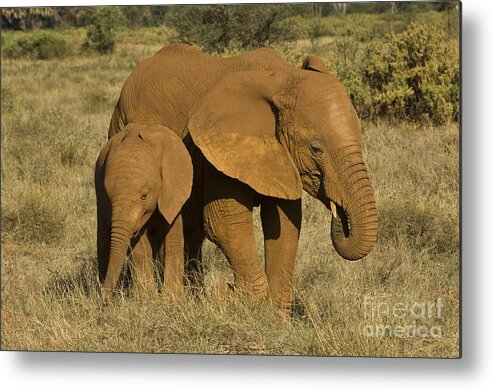 Africa Metal Print featuring the photograph Elephants Covered In Red Dust by John Shaw
