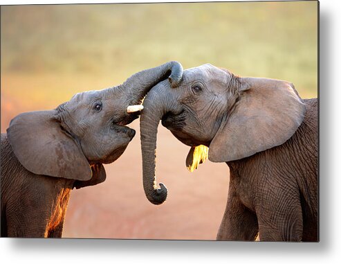 Elephant Metal Print featuring the photograph Elephants touching each other by Johan Swanepoel