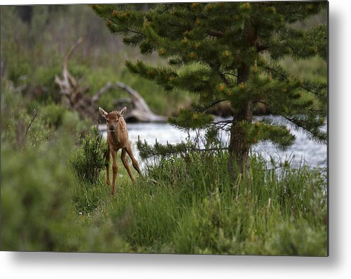 Photography Metal Print featuring the photograph Elk Calf by Lee Kirchhevel
