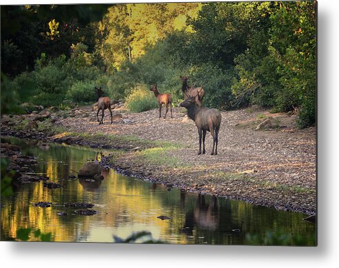 Elk Metal Print featuring the photograph Elk Herd Along the Hailstone by Michael Dougherty