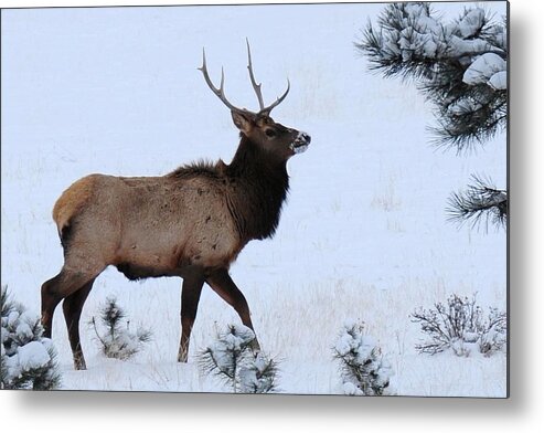 Colorado Metal Print featuring the photograph Elk Walking in the Snow by Marilyn Burton