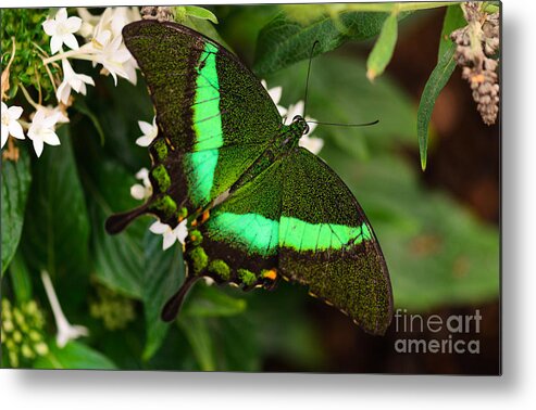 Butterfly Metal Print featuring the photograph Emerald and Pearls by Tamara Becker