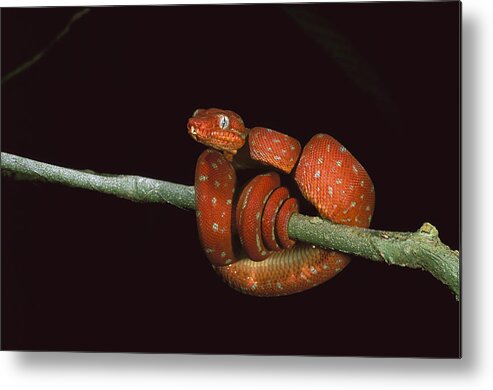 Feb0514 Metal Print featuring the photograph Emerald Tree Boa Coiled Iwokramaguyana by Pete Oxford