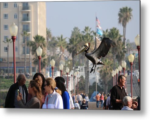Wild Metal Print featuring the photograph Emergency Landing by Christy Pooschke