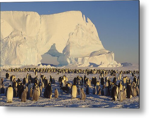 Feb0514 Metal Print featuring the photograph Emperor Penguin Rookery With Iceberg by Konrad Wothe