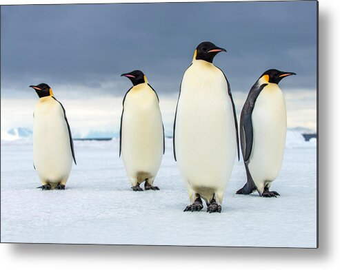 Penguin Metal Print featuring the photograph Emperors at the Ice Edge by Alasdair Turner