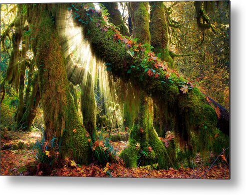 America Metal Print featuring the photograph Enchanted Forest by Inge Johnsson