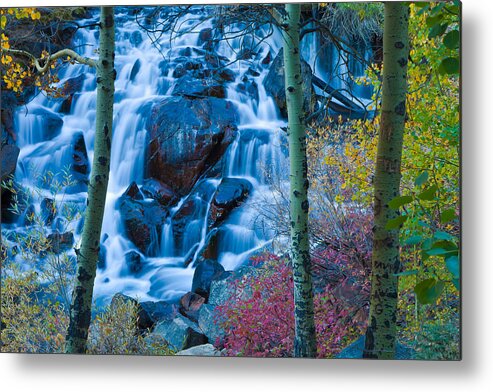 Nature Metal Print featuring the photograph Enchanted by Jonathan Nguyen