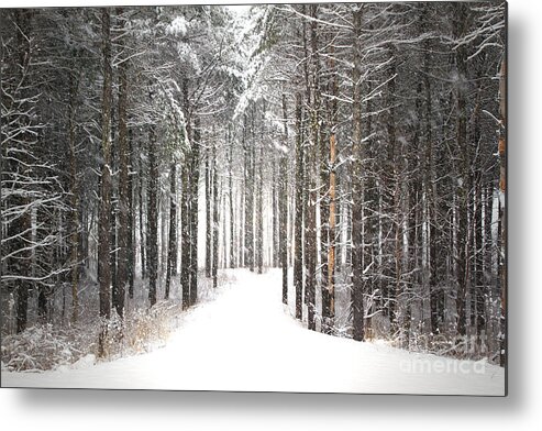 Forest Metal Print featuring the photograph Enchantment by Brenda Giasson