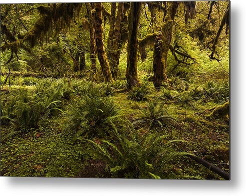 Big Leaf Maple Trees Metal Print featuring the photograph Enchantment by Mark Kiver