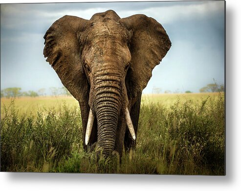 Nature Metal Print featuring the photograph Encounters In Serengeti by Alberto Ghizzi Panizza