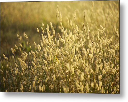 Grass Metal Print featuring the photograph End of Summer by Allan Morrison