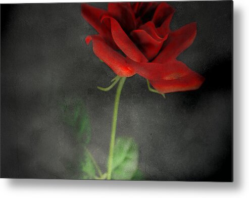 Rose Metal Print featuring the photograph Enduring by Mark Ross