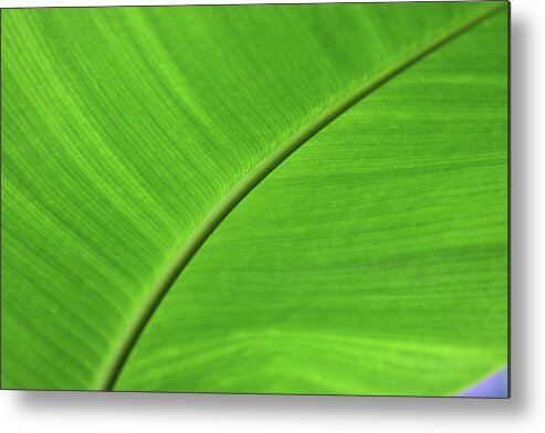 Heliconia Metal Print featuring the photograph Energizing by James Knight