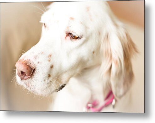 English Setter Metal Print featuring the photograph English Setter in Natural Light by Brian Caldwell