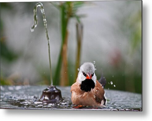 Bird Metal Print featuring the photograph Enjoying my shower by Lily K
