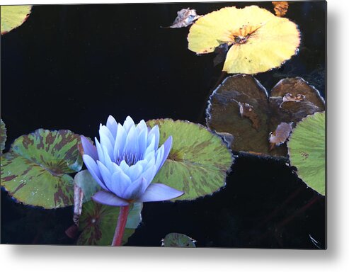 Ephemeral Metal Print featuring the photograph Ephemeral Ghostly Lily by Douglas Barnett