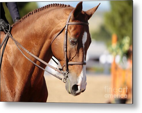 Horse Metal Print featuring the photograph Equestrian Grace by Lincoln Rogers