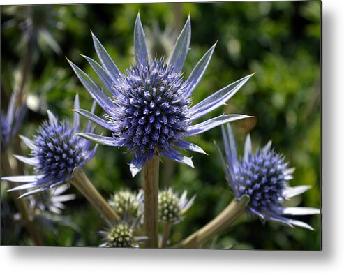 Eryngium Bourgatii Metal Print featuring the photograph Eryngium Bourgatii. by Terence Davis