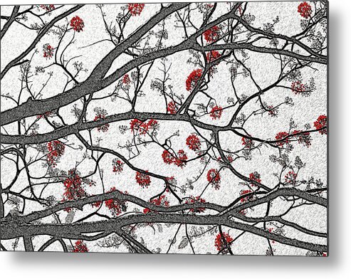 Trees Metal Print featuring the photograph Erythrina by Andre Aleksis
