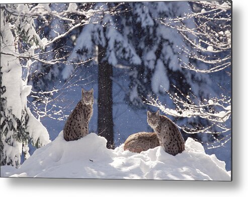 Mp Metal Print featuring the photograph Eurasian Lynx Trio Resting by Konrad Wothe