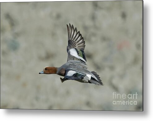 Eurasian Wigeon Metal Print featuring the photograph Eurasian Wigeon Flying by Anthony Mercieca