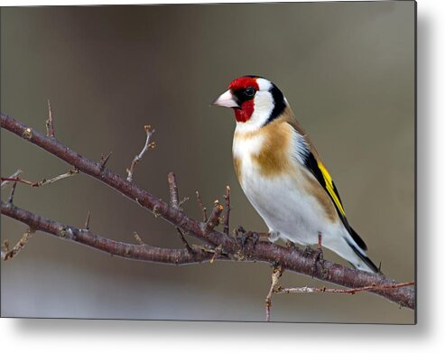 Goldfinch Metal Print featuring the photograph European Goldfinch by Torbjorn Swenelius