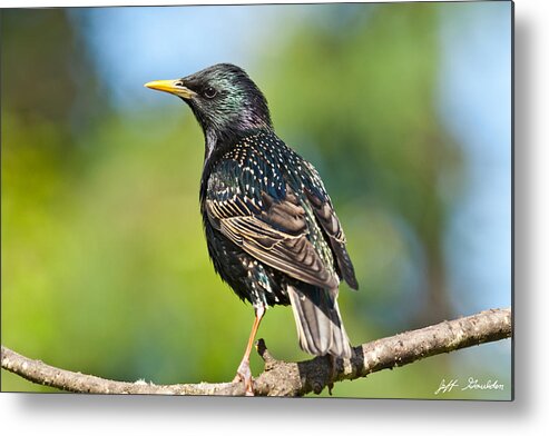 Animal Metal Print featuring the photograph European Starling in a Tree by Jeff Goulden
