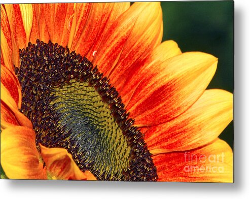 Evening Sun Metal Print featuring the photograph Evening Sun Sunflower by Sharon Talson