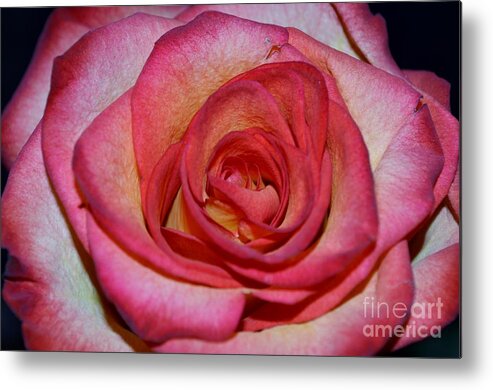 Rose Photographs Metal Print featuring the photograph Event rose by Felicia Tica