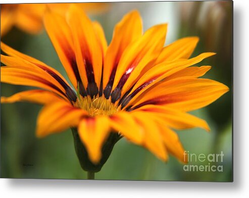 Flowers Metal Print featuring the photograph Exotic Flower by Yumi Johnson