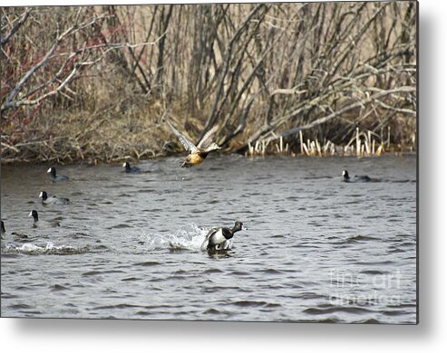 Ringneck Ducks Metal Print featuring the photograph Explosive Ringnecks by Dan Hefle