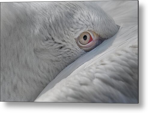 Eye Metal Print featuring the photograph Eye by C.s. Tjandra