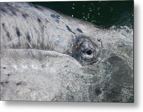 Whale Metal Print featuring the photograph Eye of a Young Gray Whale by Don Schwartz