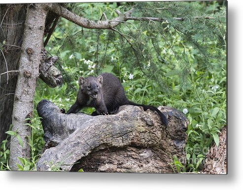 Wildlife;fisher;weasel;martes Pennanti;animals;animal;north American Wildlife;sandra Bronstein;nature;log Metal Print featuring the photograph Eyes in the Forest by Sandra Bronstein