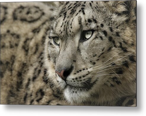 Snow Leopard Metal Print featuring the photograph Eyes of a Snow Leopard by Chris Boulton
