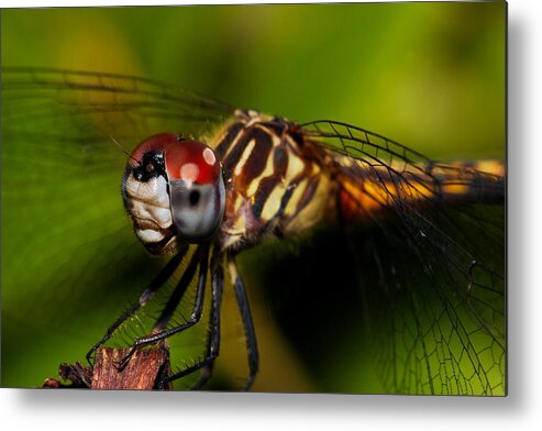 Dragonfly Metal Print featuring the photograph Face Of The Dragon by Mike Farslow