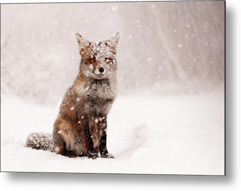 #faatoppicks Metal Print featuring the photograph Fairytale Fox _ Red Fox in a Snow Storm by Roeselien Raimond