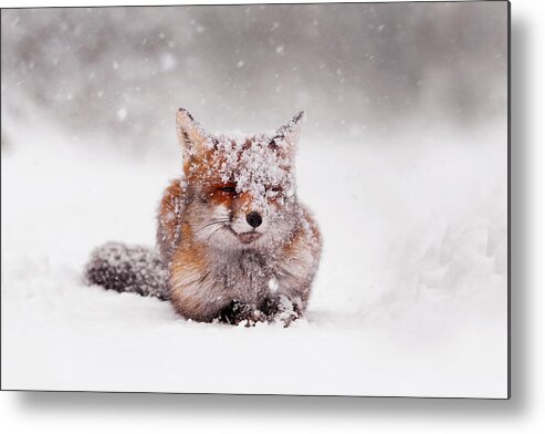 Fox Metal Print featuring the photograph Fairytale Fox II by Roeselien Raimond