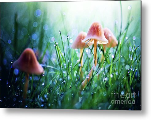 Mushroom Metal Print featuring the photograph Fairytopia by Sylvia Cook