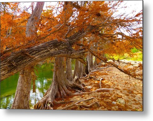Fall Colors Metal Print featuring the photograph Fall Brilliance by David Norman