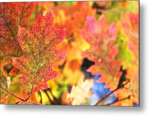 Color Metal Print featuring the photograph Fall colors by Arkady Kunysz