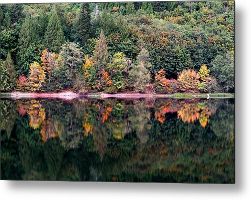 Acer Macrophyllum Metal Print featuring the photograph Fall Colour Reflections by Michael Russell