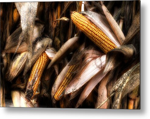 Fall Corn Metal Print featuring the photograph Fall Corn Harvest by Michael Eingle