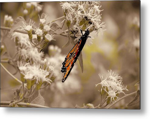 Butterflies Metal Print featuring the photograph Fall Feeding by David Norman