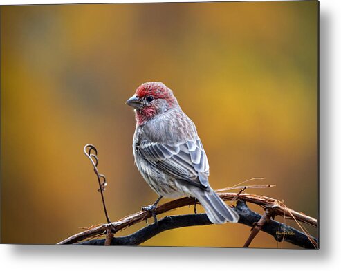 Bird Metal Print featuring the photograph Fall Finch by Christina Rollo