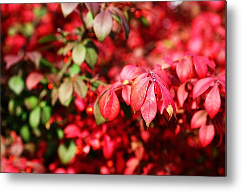 Autumn Metal Print featuring the photograph Fall Foliage Colors 10 by Metro DC Photography