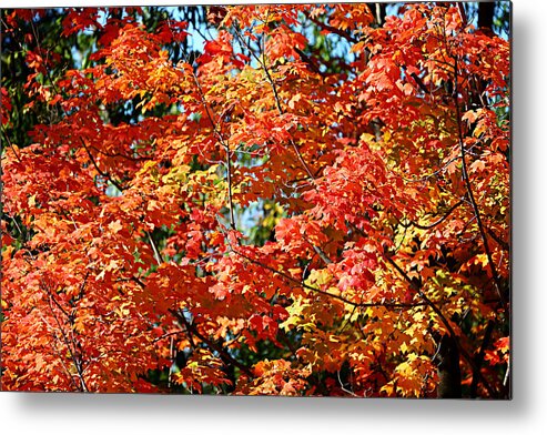 Metro Metal Print featuring the photograph Fall Foliage Colors 22 by Metro DC Photography